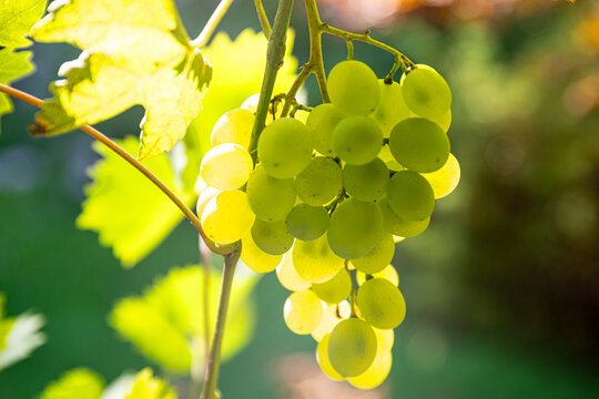 weinlese