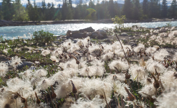 Mountains meadow