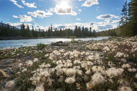 Mountains meadow