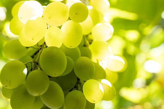 weinlese