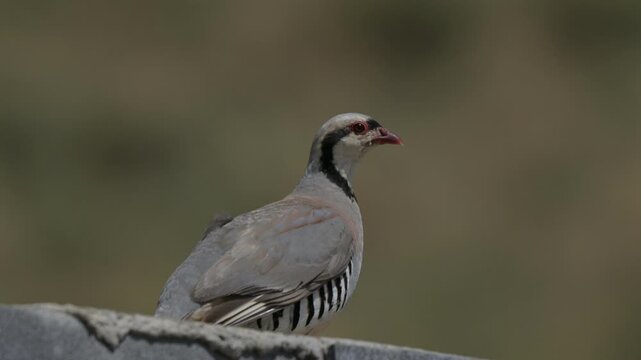 A beautiful Chukar partridge (Alectoris chukar) standing alert on a roadside stone barrier on the way to Nemrut Crater Lake in Bitlis, Turkey.