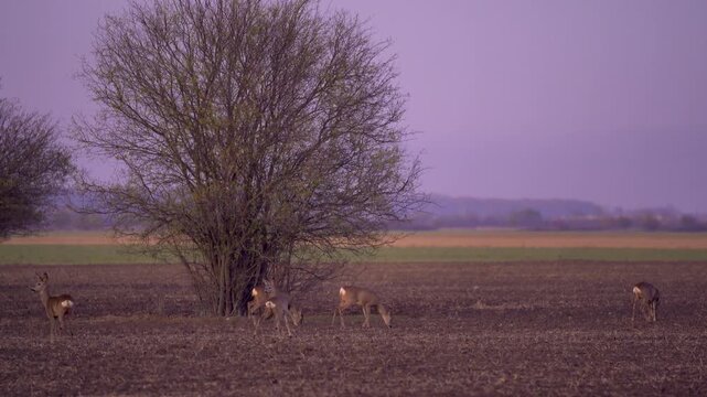 Herd of Wild Roe Deer Grazing in a Field at Dusk.
A wide shot capturing a herd of wild roe deer grazing together on a bare field near bushes during twilight, illuminated by soft evening light.