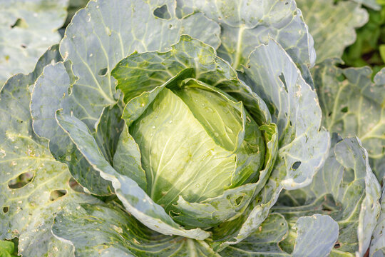 Fresh cabbage in the farm. Vegetable background