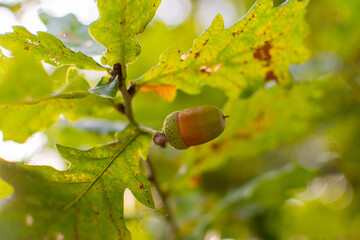Young Green Acorn Growing on Oak Tree © antonkotov