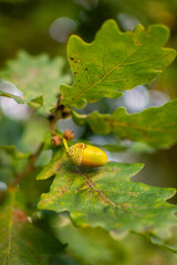 Single Acorn on Oak Branch with Artistic Bokeh © antonkotov
