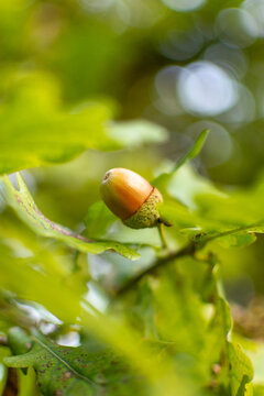 Early Autumn Acorn in Soft Morning Sunlight