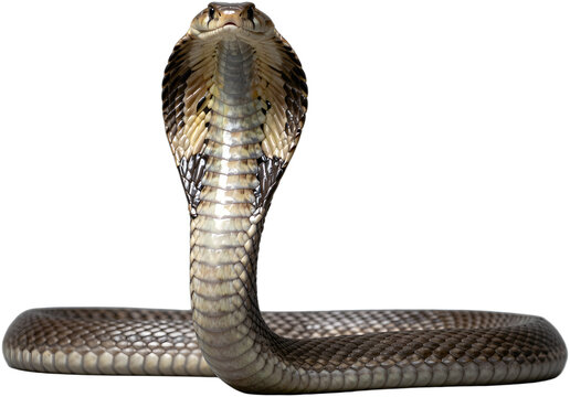 King cobra snake raising head with expanded hood
