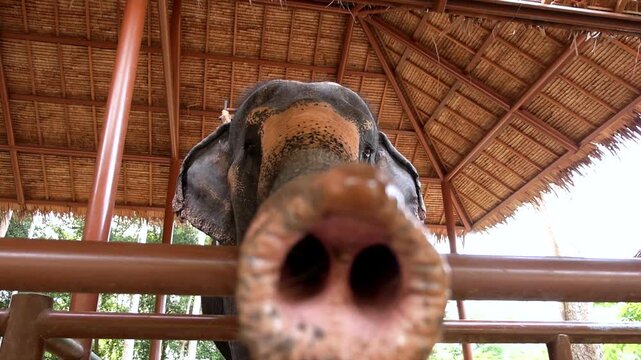 Elephant leans over fence, reaching trunk toward camera with curious expression under thatched pavilion. This wildlife elephant stays close in tropical shelter, trunk extended above railing.