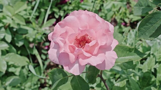 Pink aromatic flower. Natural flower rose blooming. Flora nature. Bright blooming flower in nature. Rose flower. Flowering nature closeup. Macro flowering rose plant