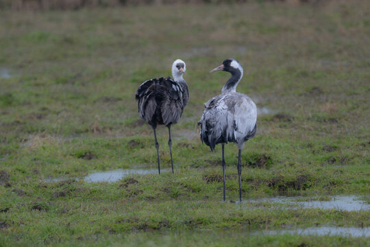 湿地に佇む珍鳥クロヅルと絶滅危惧種ナベヅル。図鑑や環境保全コラムに最適な貴重な野生のツルの写真