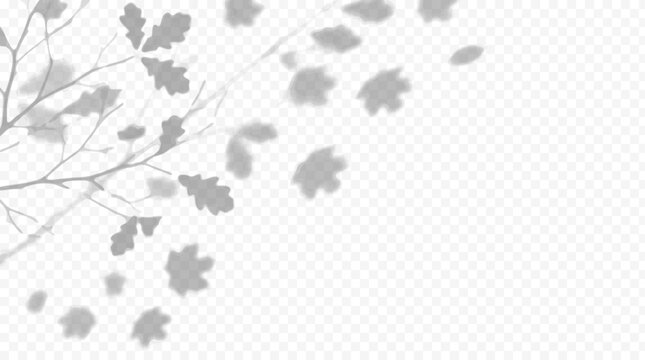 Easy to edit layered vector shadow. Oak leaves and branches across a checkerboard background. Adjust tonal layer opacity to control shadow intensity and perceived softness.