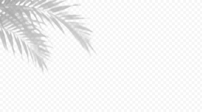 Easy to edit layered vector shadow. Palm fronds cast shading across a transparent checkerboard. Adjust tonal layer opacity to control shadow intensity and perceived softness.