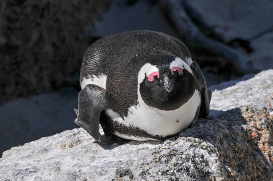 Penguin - Boulders Beach - South Africa