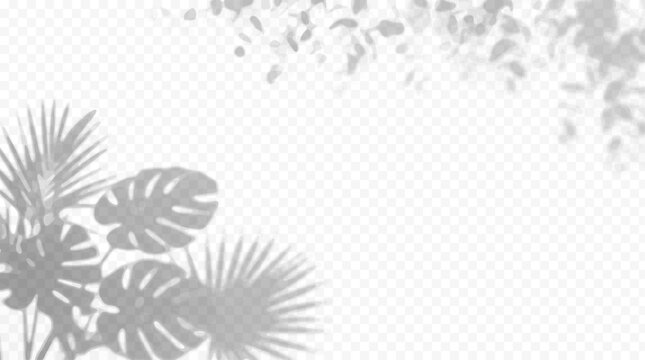 Easy to edit layered vector shadow. Tropical palm and monstera leaves over transparent checkerboard. Adjust tonal layer opacity to control shadow intensity and perceived softness.