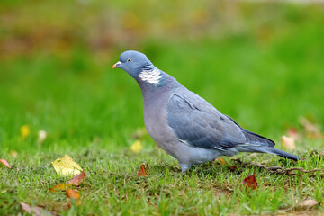 Fototapeta premium Wood pigeon standing on grass with autumn leaves