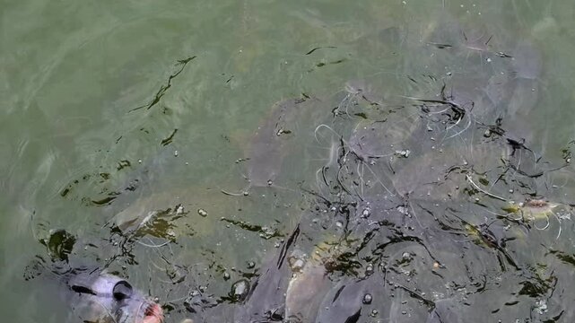 Hungry catfish swarm pond surface during fish feeding, dark bodies pushing up for food in murky water. Frenzied catfish and carp create ripples, bubbles, and splashes as mouths break surface.