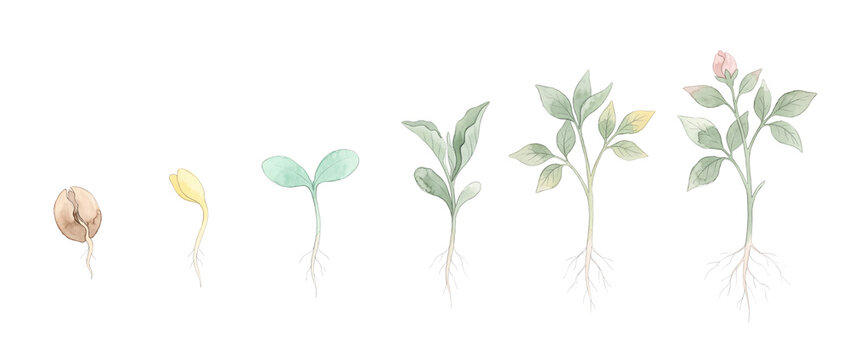 Plant growth stage watercolor illustration set showing seed germination process, seedling development, root growth, and flower blooming sequence for botany science education concept art.