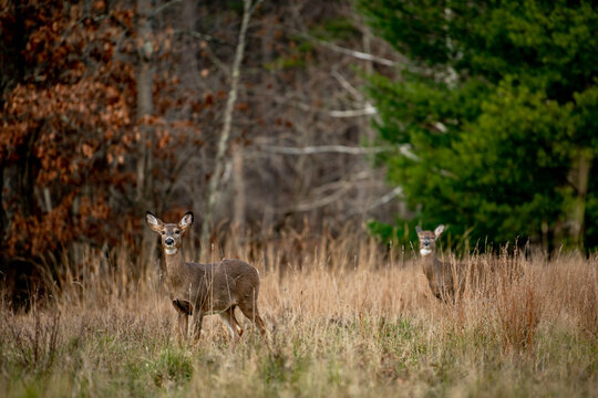 Two white-tailed deer stand in dry autumn grass at the woodland edge. The does are surrounded by dense forest, illustrating wildlife habitat and natural ecosystems.