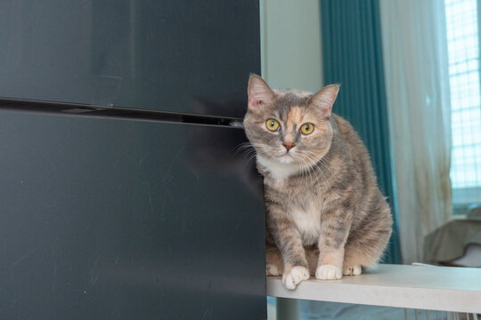 Tabby-and-white cat with vivid yellow eyes peeking from behind black cabinet on white shelf in modern home interior
