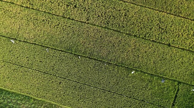Top down aerial video footage of a yellow ripe organic rice farm with geometric paddy field rows ready for harvest in a rural agricultural area.