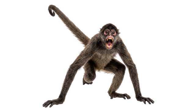 Aggressive spider monkey snarling, dark brown fur primate posture, isolated on transparent background cutout image, wildlife biology study presentation
