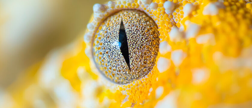 Vibrant macro photo of a gecko's eye: intricate yellow and white textured skin with a sharp vertical pupil