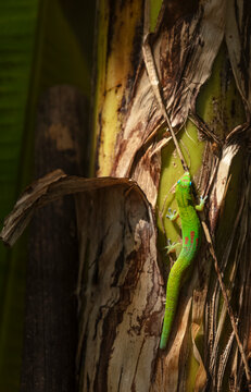 Gecko vert en Polyn&eacute;sie