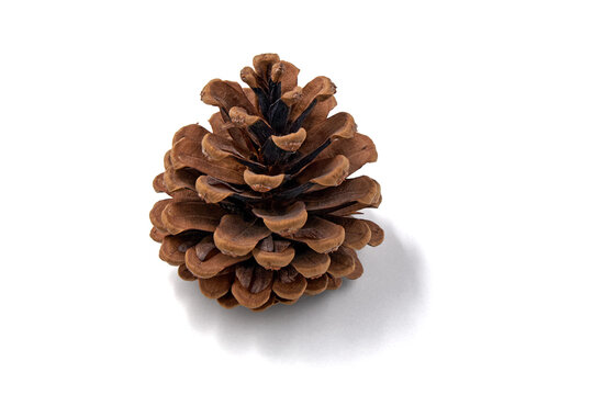 Single Brown Pine Cone Isolated on White Background