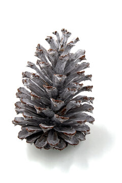 Decorative Silver Painted Pine Cone Isolated on White