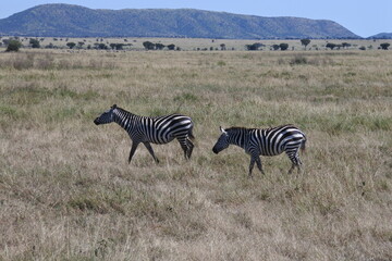 Zwei Zebras vor Hügeln in der Serengeti  © Jürgen Reitz