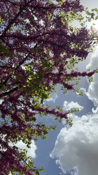 Beautiful Judas Tree Flowers in Full Bloom Against Blue Sky with Clouds - 4K Stock Footage. Low angle shot of a magnificent Judas tree (Cercis siliquastrum) in full spring bloom, showcasing vibrant ma