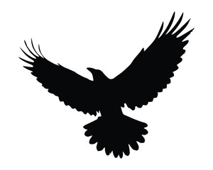 Obraz premium Silhouette of a flying raven isolated on white background