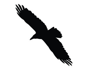 Obraz premium Silhouette of a flying raven isolated on white background