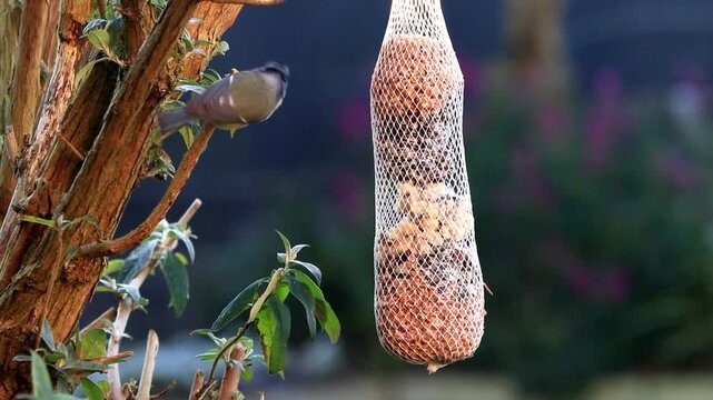 bird blue tit on a master dumpling in the morning sun
