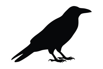 Obraz premium Silhouette of a crow isolated on white background