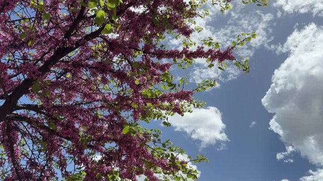 Beautiful Judas Tree Flowers in Full Bloom Against Blue Sky with Clouds - 4K Stock Footage. Low angle shot of a magnificent Judas tree (Cercis siliquastrum) in full spring bloom, showcasing vibrant ma