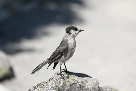 Canada jay standing on a rock