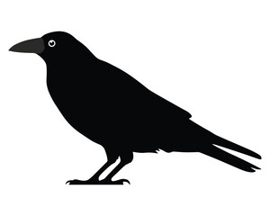 Obraz premium Black crow isolated on white background