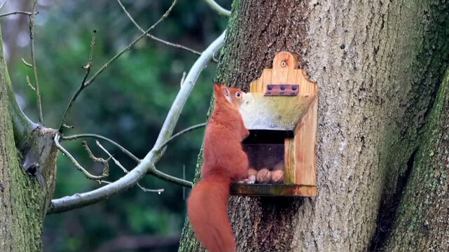 red squirrel takes nuts from wooden feeder
