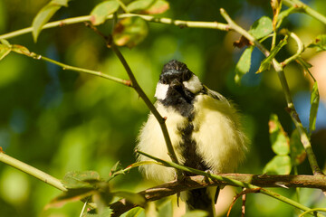Great tit perched on a thorny rose branch with its feathers fluffed, facing forward among green leaves and stems in sunlight © in_colors