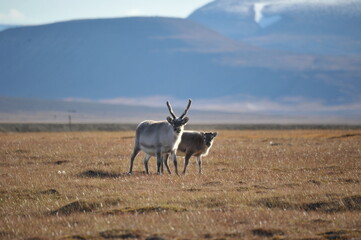 reindeer at Artic Circle, Svalbard © Massimiliano.P