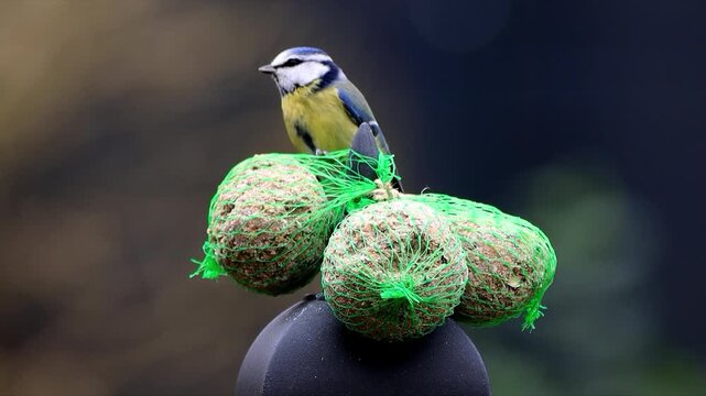 blue tit Parus caeruleus on fat ball
