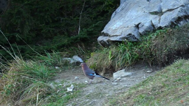 Eurasian jay walks beside rocks and grass near a mountain trail in Poland
