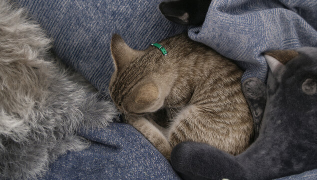 青い布とほかの猫の間で丸まる縞猫