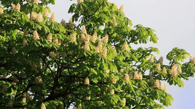 white Horse Chestnut Tree In Spring

