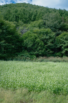 日本の蕎麦畑の蕎麦の花と山の風景