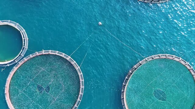 Aerial top down view of fish farming cages in the Mediterranean sea