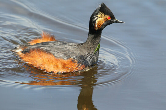 Black-necked Grebe (Podiceps nigricollis) gliding across water, showcasing bright golden cheek feathers and fluffy reddish-chestnut flank plumage.