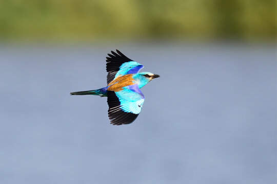 European Roller in direct level flight over water, showing turquoise underparts, brilliant cobalt wing coverts, and chestnut mantle.