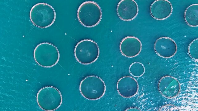 Aerial top down view of a fish farm with circular cages in turquoise sea water